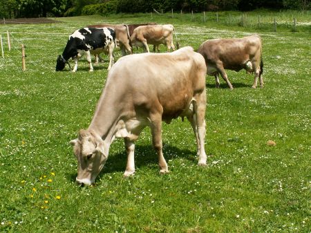 Kühe auf der Weide am Moarhof
