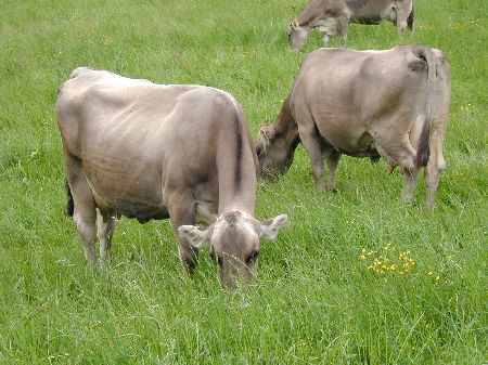 Braunviehkühe auf der Weide