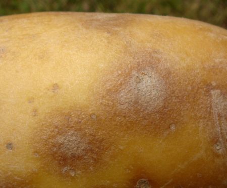Krankheit bei Kartoffelknolle