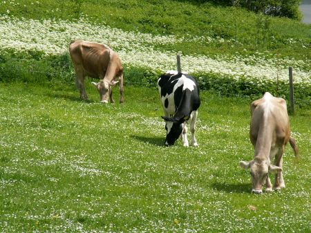 Kühe auf Kurzrasenweide
