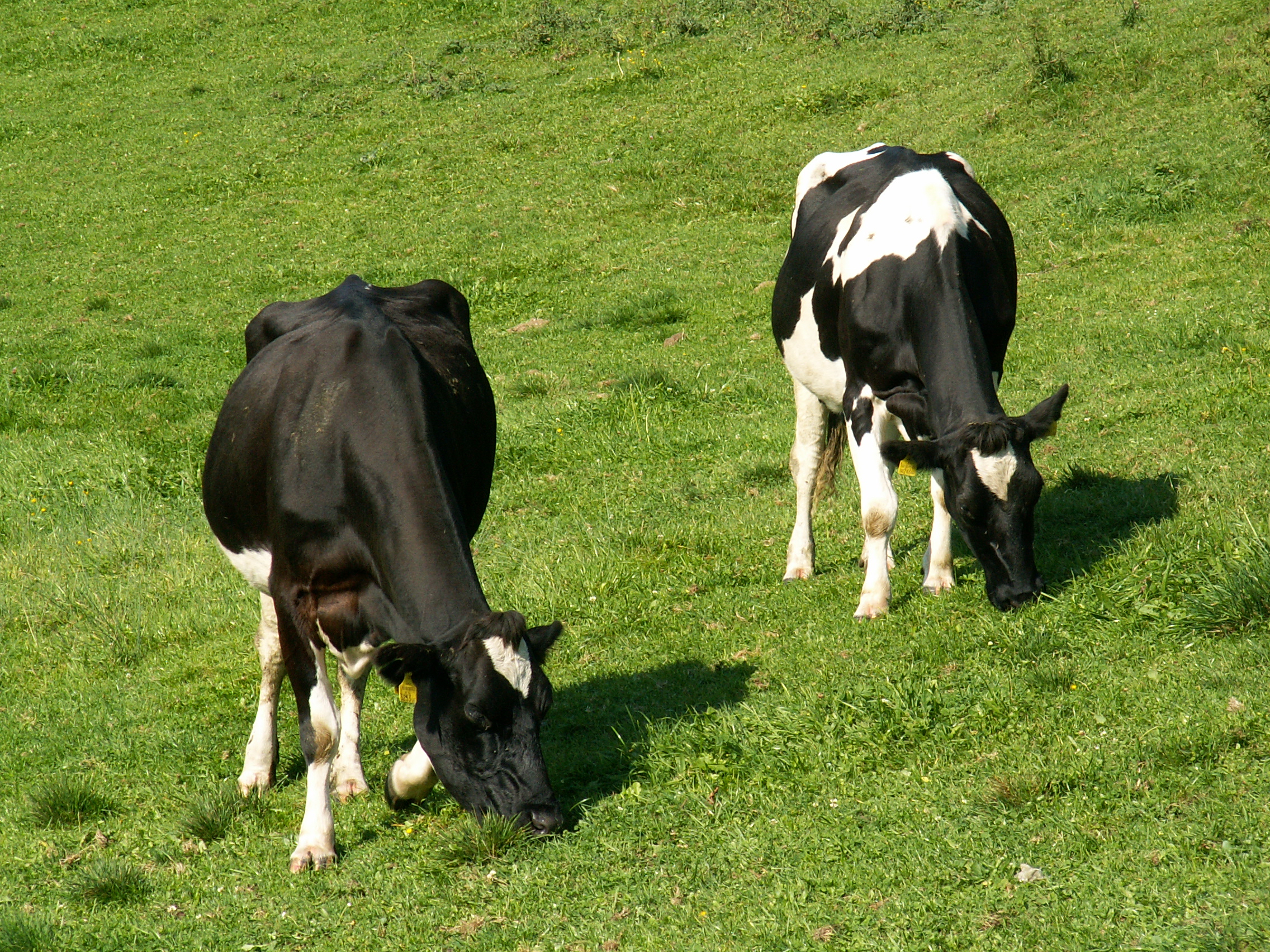 Kühe auf der Weide in Trautenfels