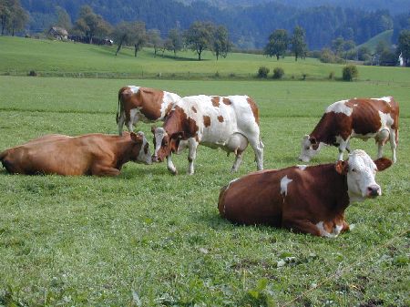 Untersuchungen zur Vollweidehaltung von Milchkühen unter alpinen Produktionsbedingungen