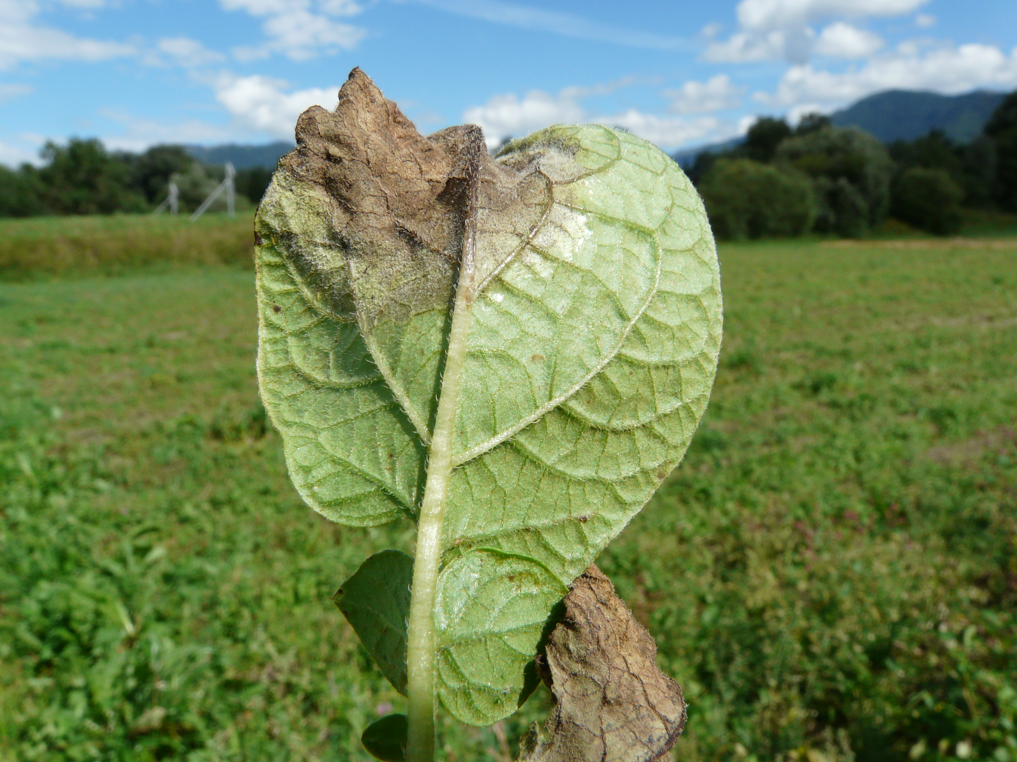 Biologischer Kartoffelanbau: Anwendung alternativer Pflanzenschutzmittel zur Krankheitsminderung