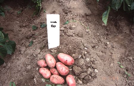 Untersuchungen zum Auftreten von Silberschorf an Kartoffel