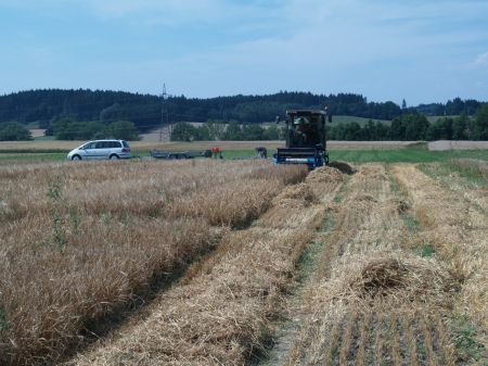 Ernte von Getreide in Lambach