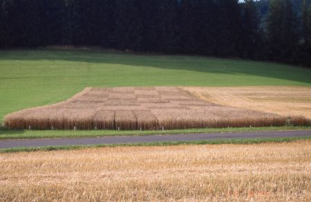 Getreideversuchsflächen