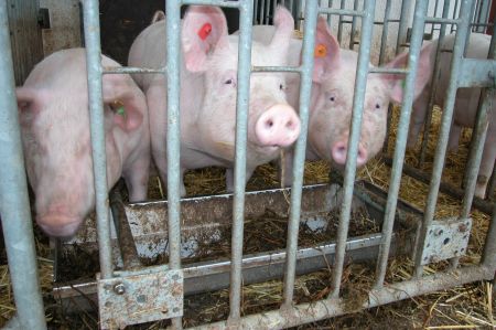 Fütterungsstrategien in der biologischen Schweinefleischproduktion