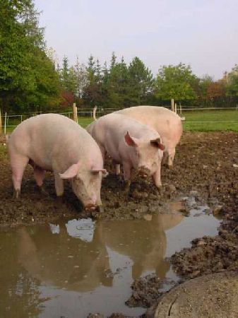 Landwirtschaftliche Ressourcen: Schweinehaltung Wels