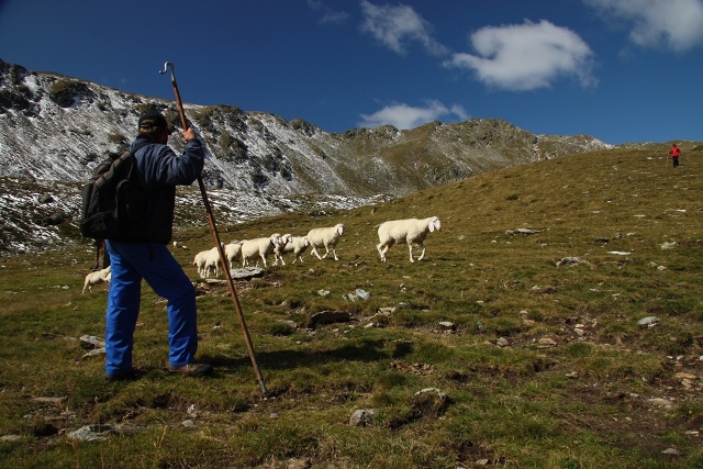 Schafe auf Berg