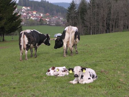 Kühe mit Kälbern auf der Weide