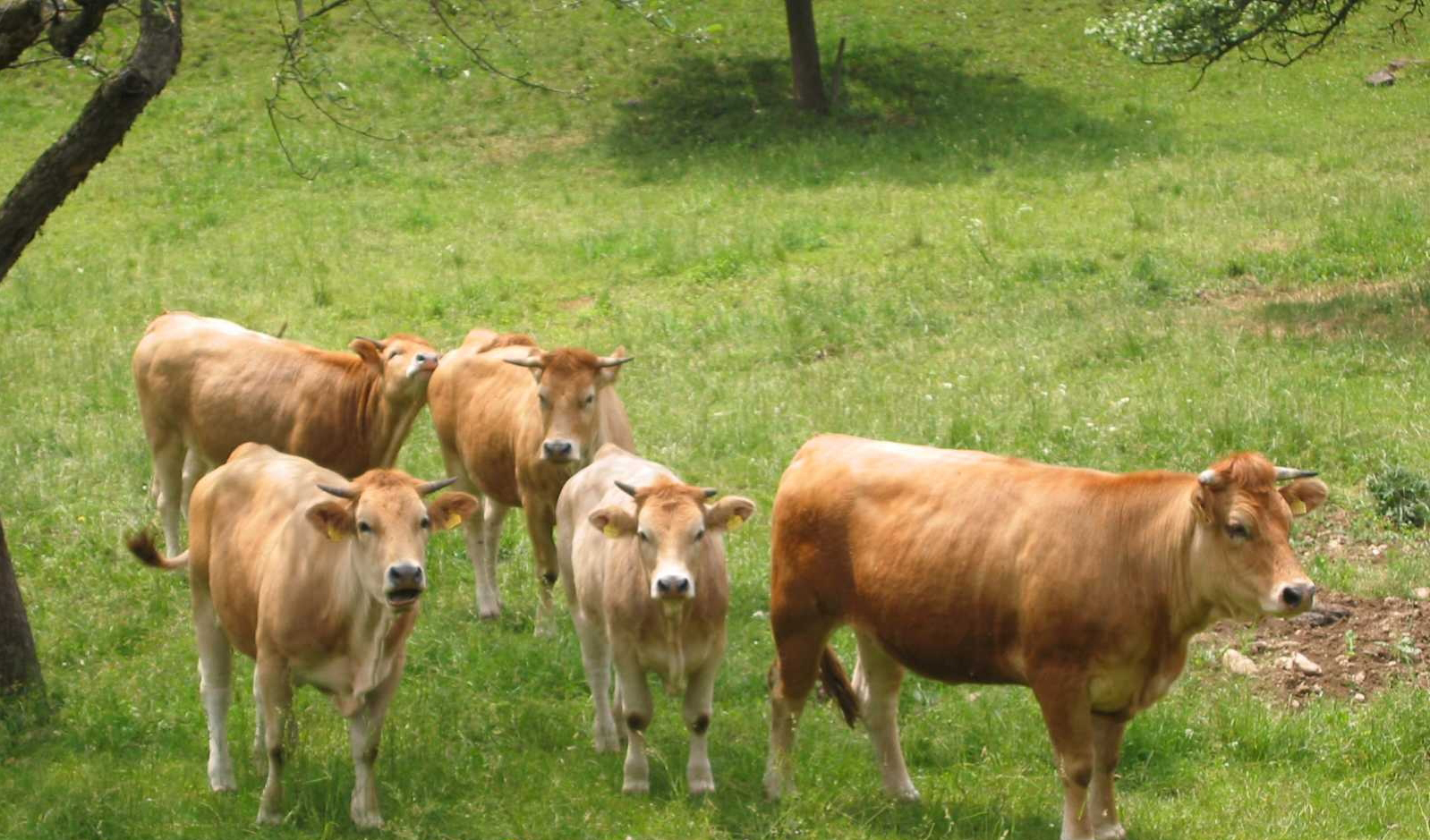 Österreichische DNA-Bank für Landwirtschaftliche Nutztiere (FADNAB)