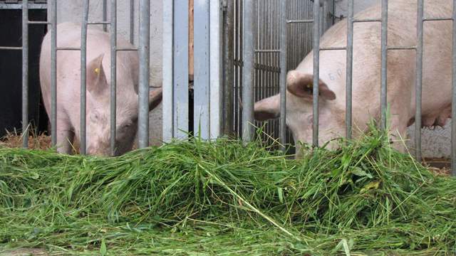 Bioschweinehaltung in der Praxis