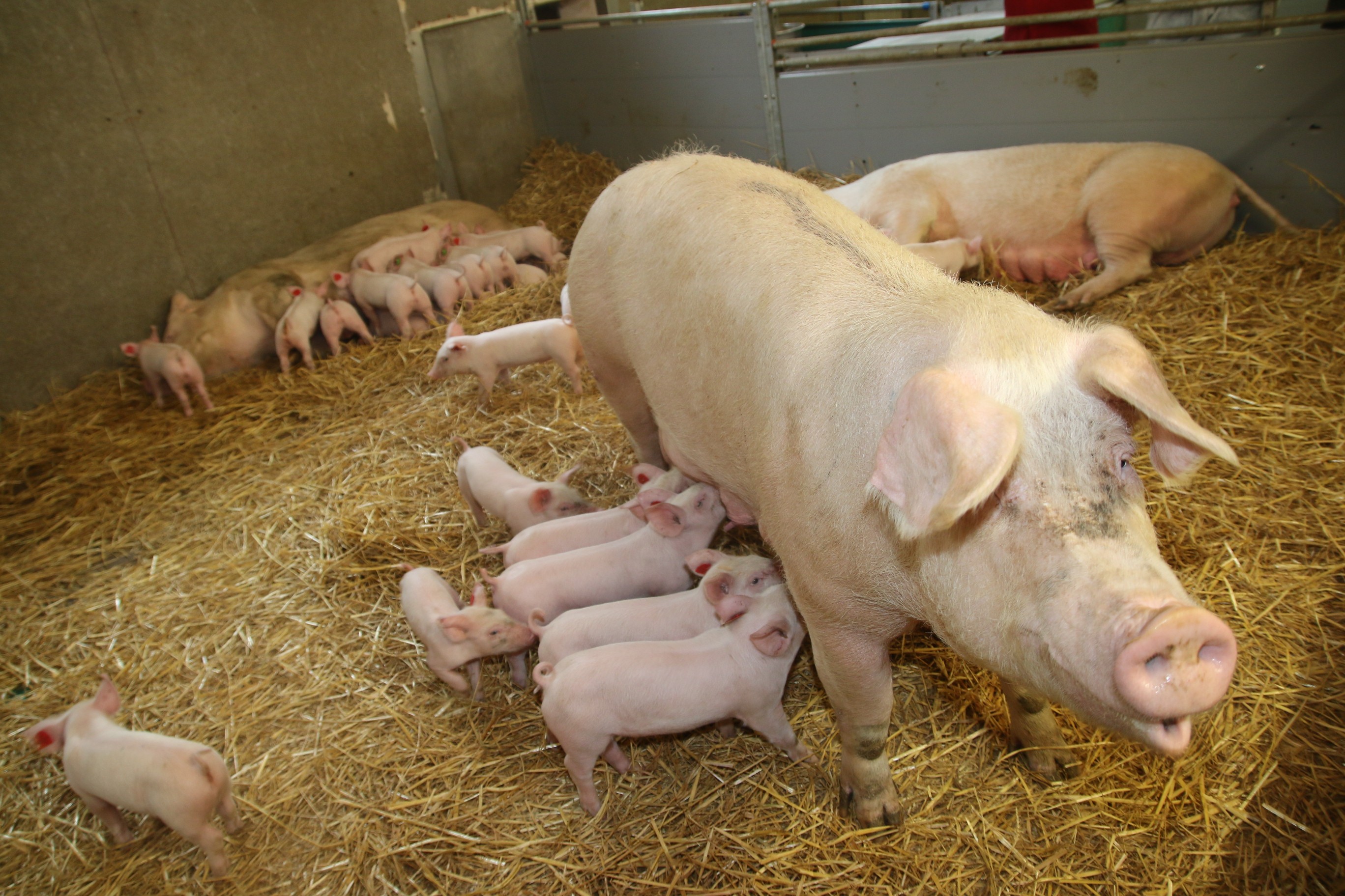 Bioschweine in Wels
