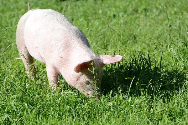 Schweinetag im Rahmen der Bio Austria Bauerntage