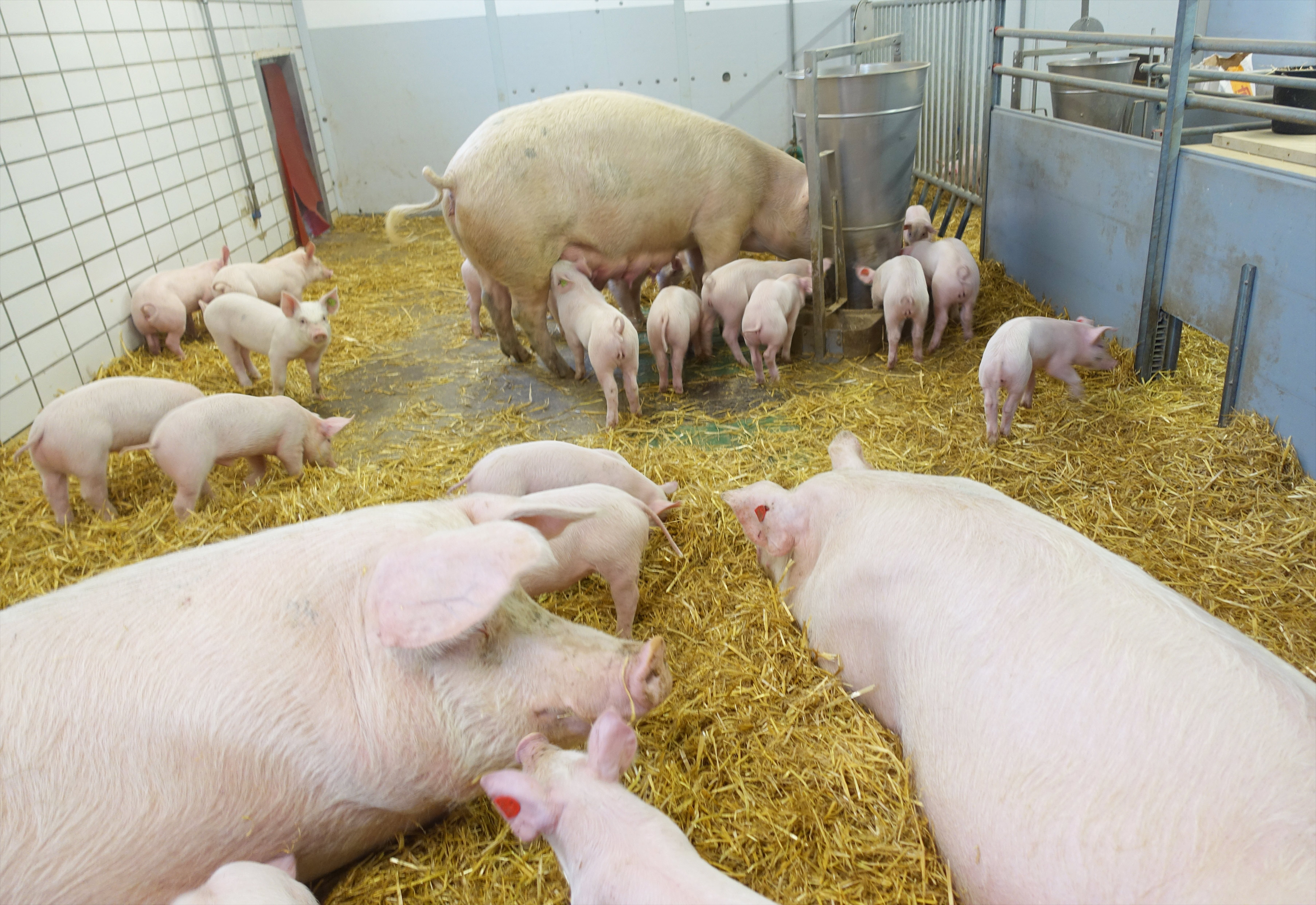 Bio-Schweinehaltung - Gruppensäugen