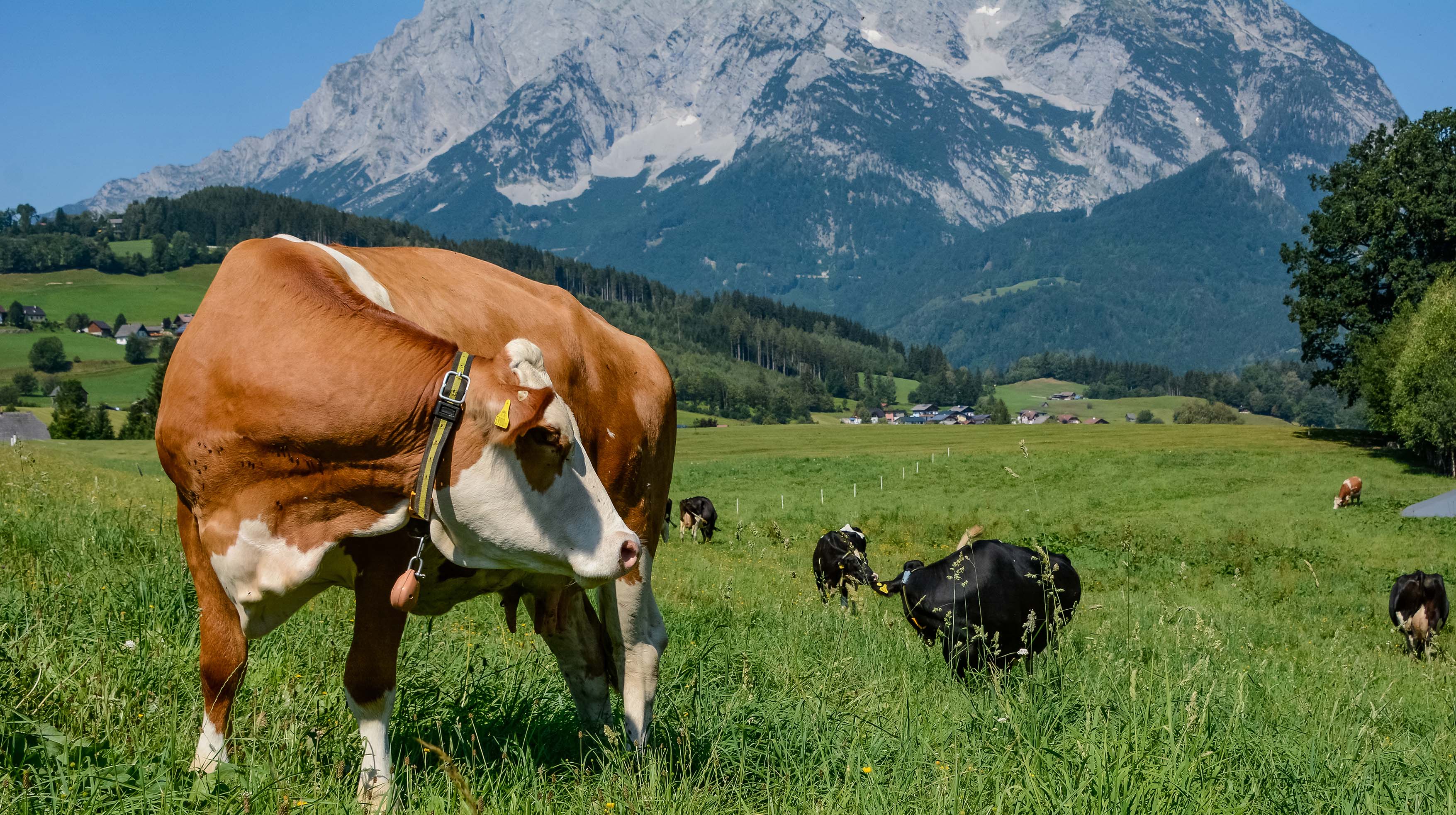 WEB-SEMINAR „Biologische Rinderzucht – wo hin?“