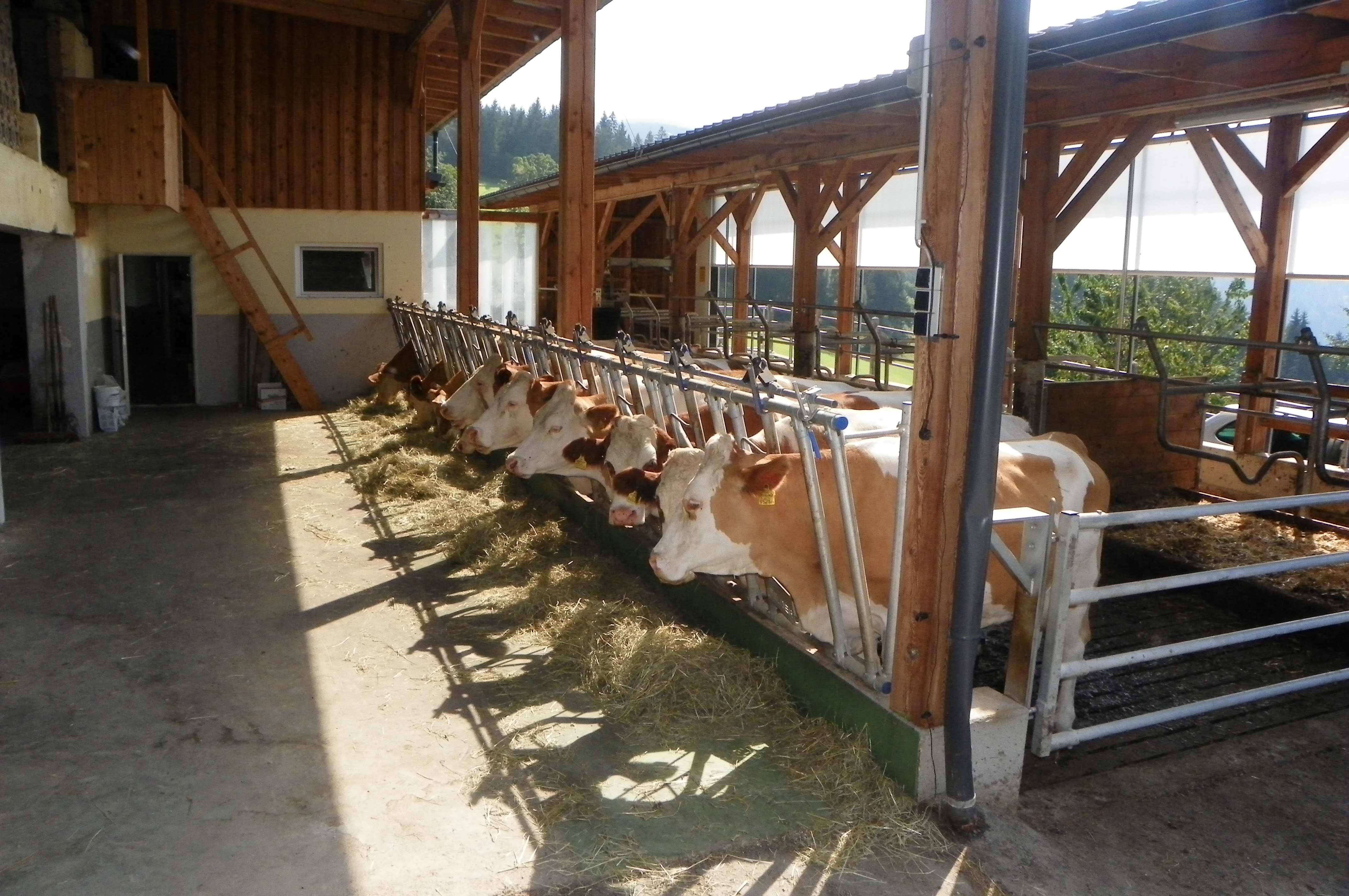 Entwicklung von Maßnahmen zur Optimierung des Tierwohl-Potenzials anhand des FarmLife Welfare -Index für Rinder