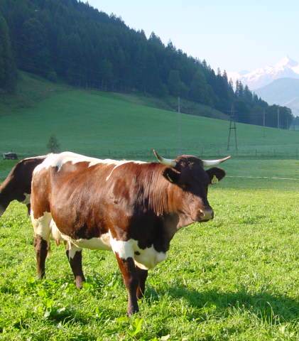Strategien zur Reduktion des Kraftfuttereinsatzes in Bio-Milchviehbetrieben im Berggebiet Österreichs