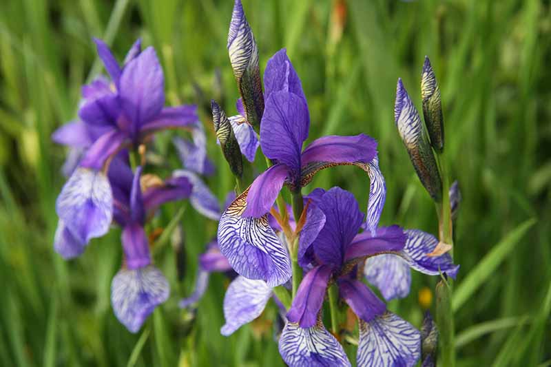 Iriswiesen zeigen sich in ihrer vollen Pracht 