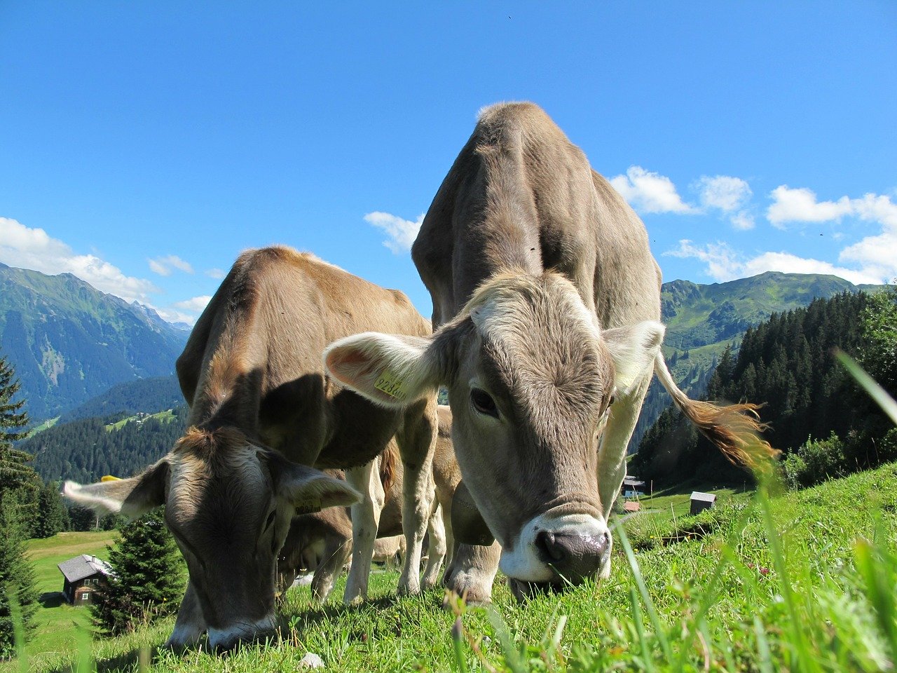 Funktionelles Futter für Kühe