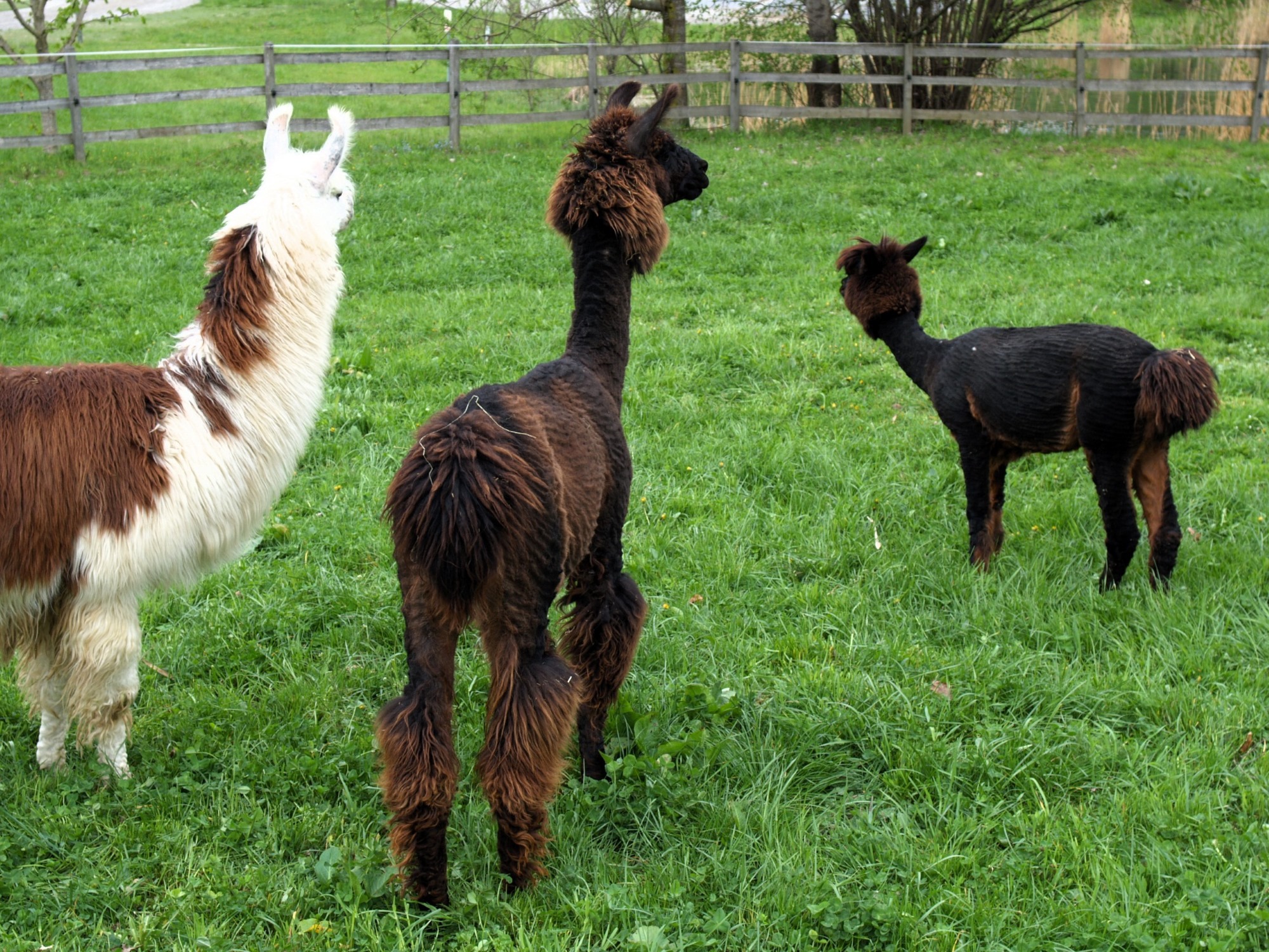 Llama and alpaca seminar on pasture and feed management