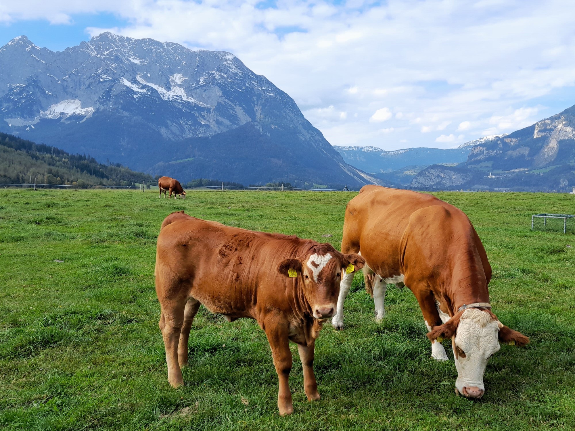 Mutterkuh mit Kalb