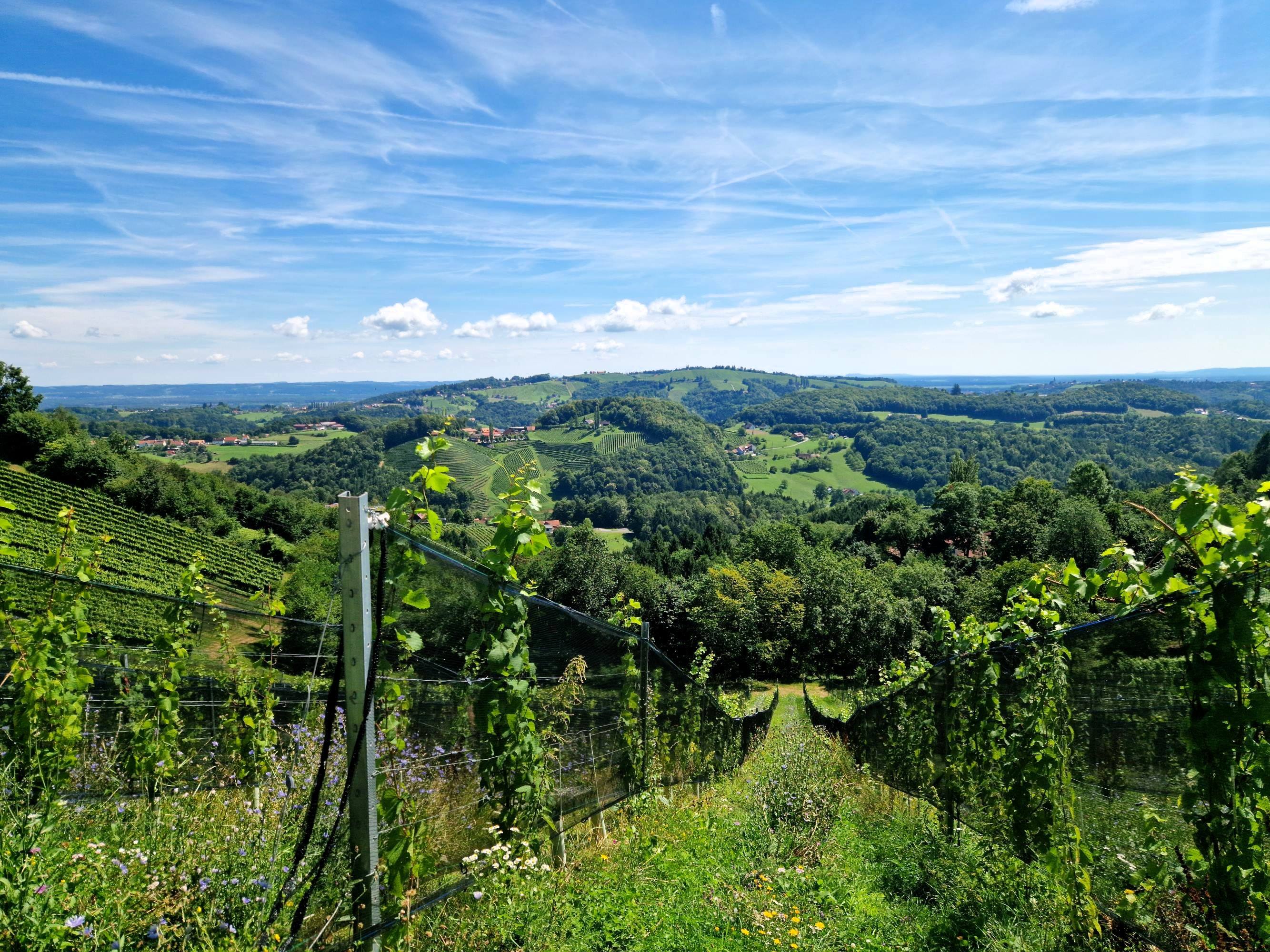 2 2024 VineAdapt Artenreiche Dauerbegrünung Junganlage