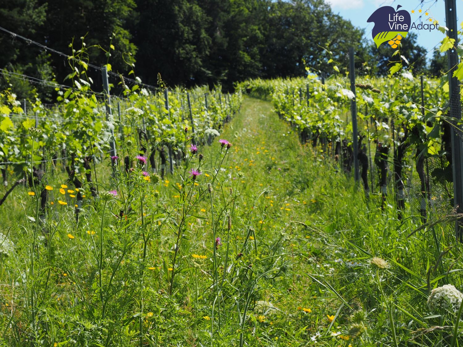Praxistag Biodiversität und Begrünungsmanagement im Weinbau 2024 in Silberberg