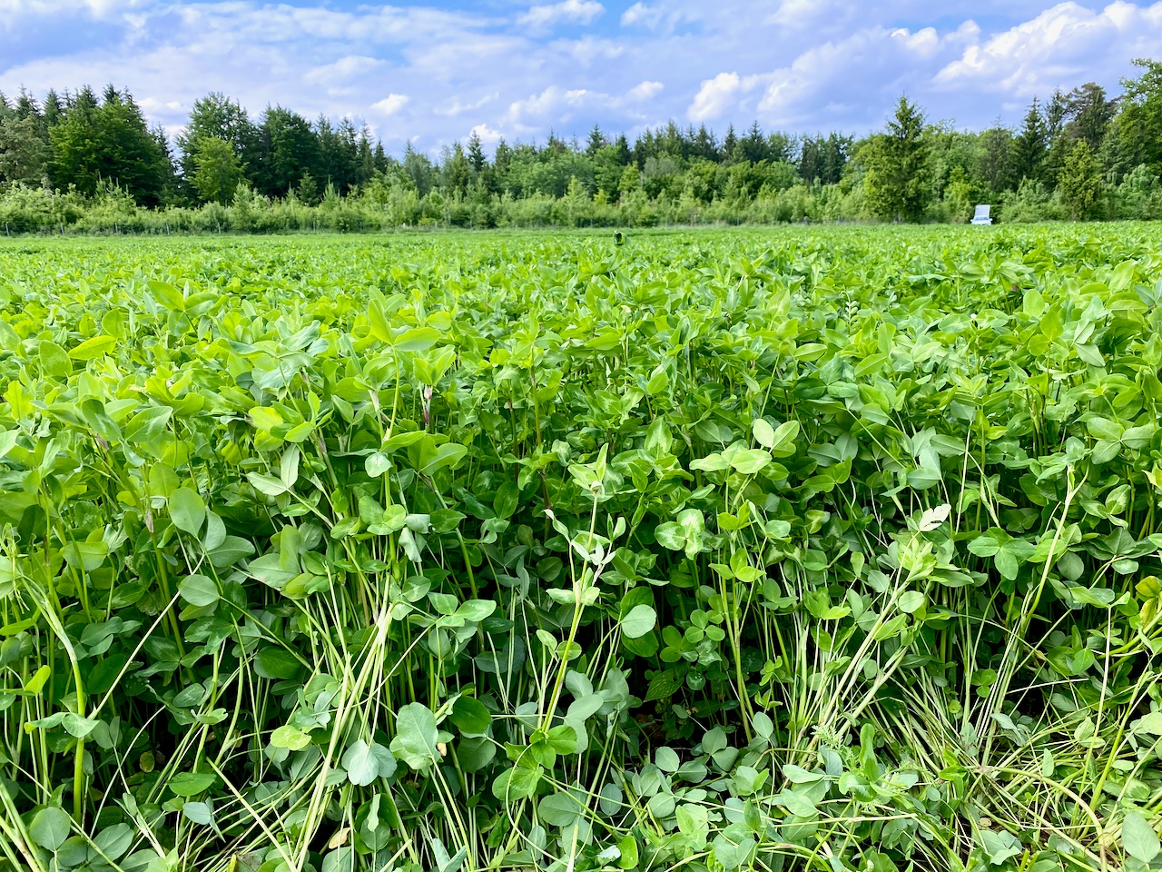 Phosphorus and sulfur fertilization on organic grassland 85. Podcast