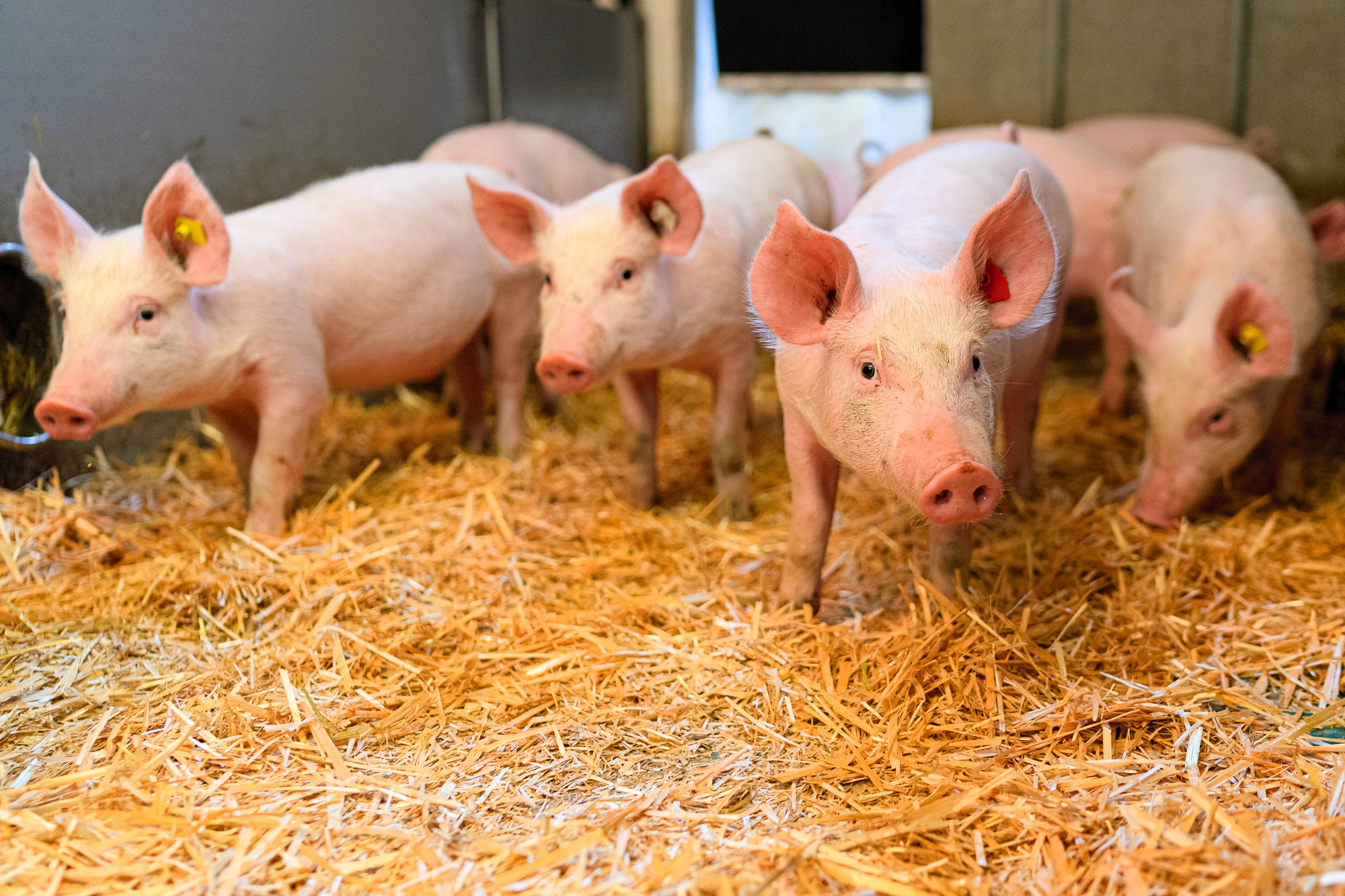 Bio-Schweinehaltung Erfahrungen und Möglichkeiten