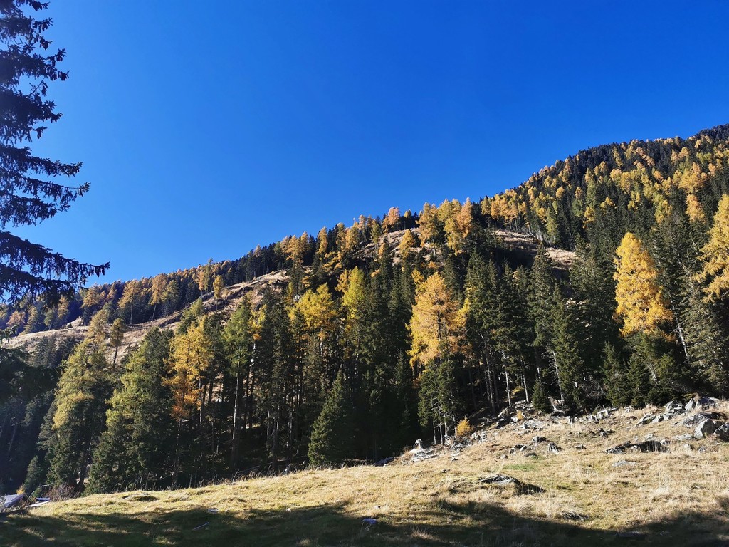 Österreichs Wald im Klimawandel