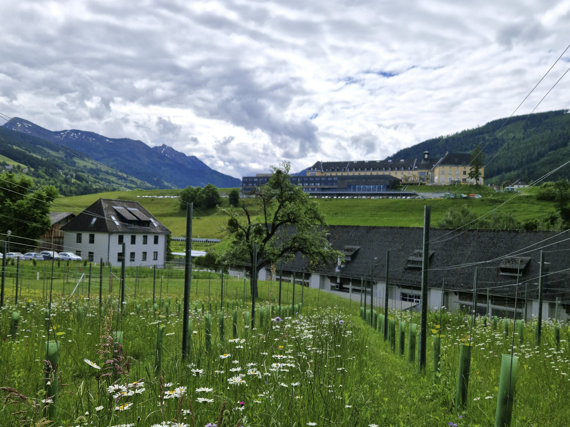 Innovative techniques for sustainable vineyard greening in the HBLFA Raumberg-Gumpenstein podcast