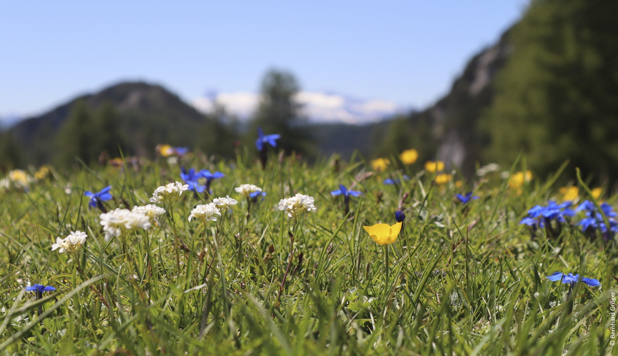 Biodiversität, Natur, Wiese