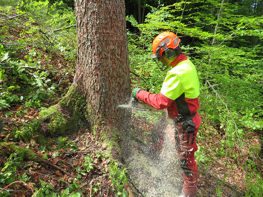 Forstwirtschaft und Waldökologie