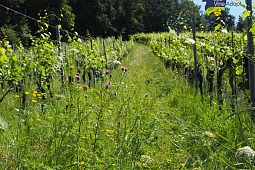 Vineyard greening conference 2024 in Silberberg