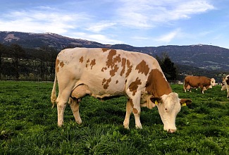 (Organic) cattle breeding: A year full of knowledge and exchange!