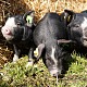 Berkshire piglets at the HBLFA Raumberg-Gumpenstein