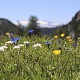 Biodiversität, Natur, Wiese