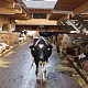 Cattle research barn